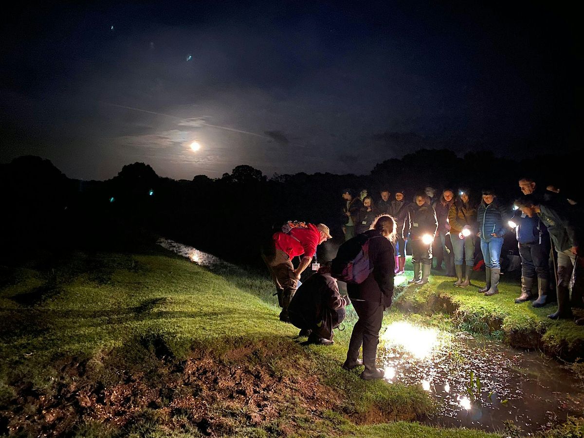 Great Crested Newts (New Forest) - Ecology, Survey and Licensing, 5 May | Event in Brockenhurst | AllEvents