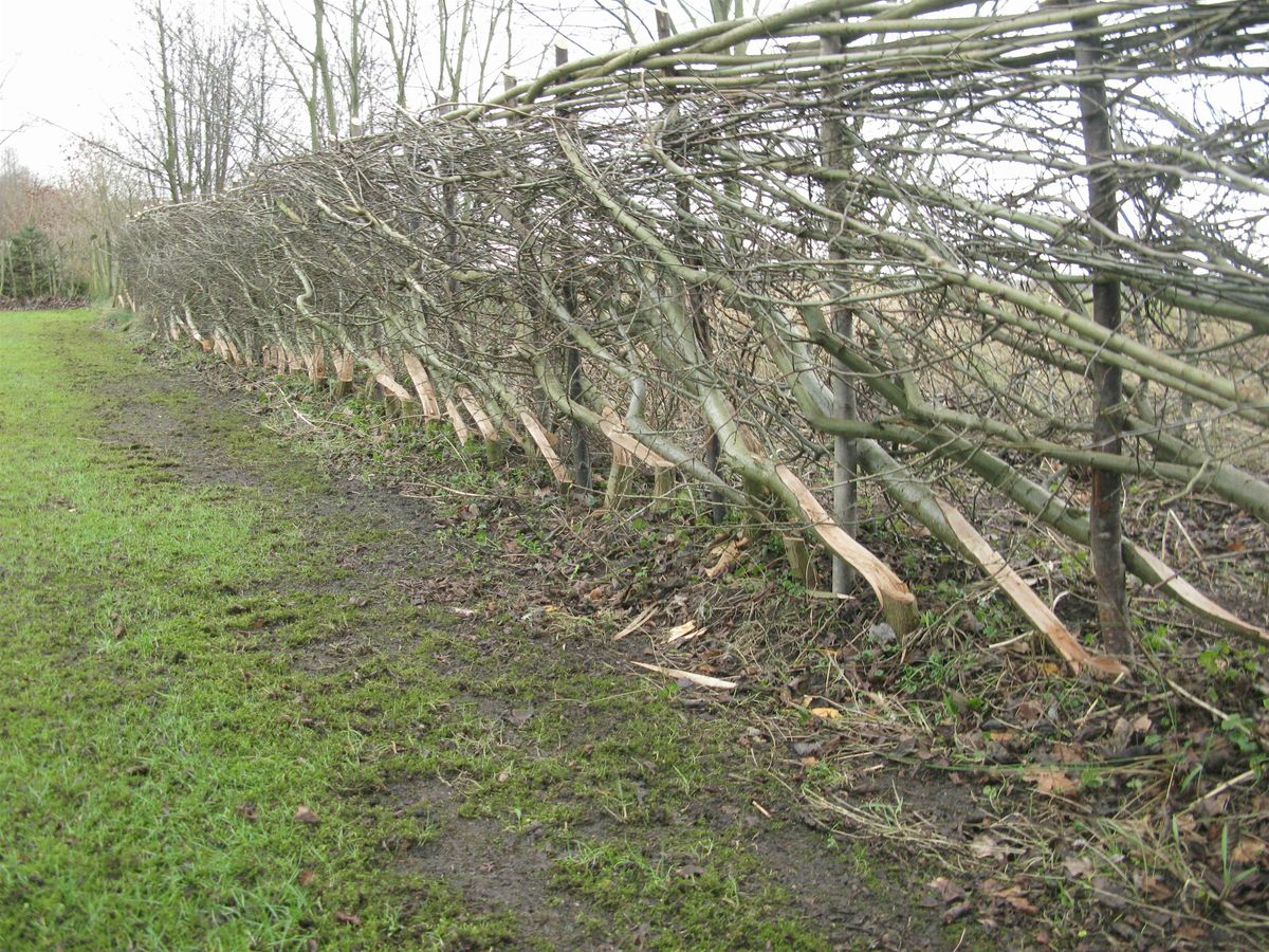 Cursus Heggenvlechten, 29 November | Event in Wesepe | AllEvents