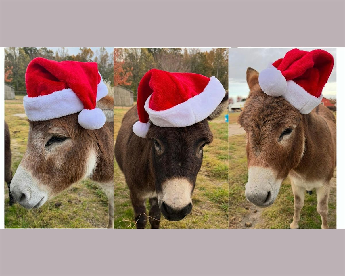 Donkey Cuddling: A Heartfelt Experience with Our Gentle Herd, 7 December | Event in Preston | AllEvents