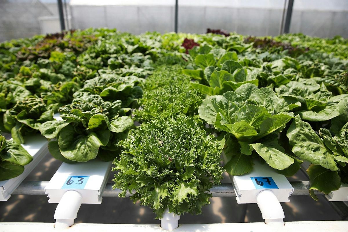 10-04-2025: Hydroponics - Thinking Outside the Bucket, 4 October | Event in Wesley Chapel | AllEvents