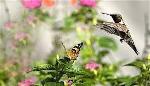 Humming Bird and Butterfly Gardening (Promoting Pollinators), 16 May | Event in Sparks | AllEvents