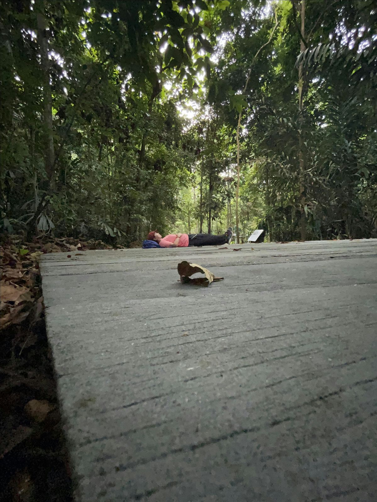 Release and Renew: A Forest Bathing & Reiki Experience, 20 December | Event in Singapore | AllEvents