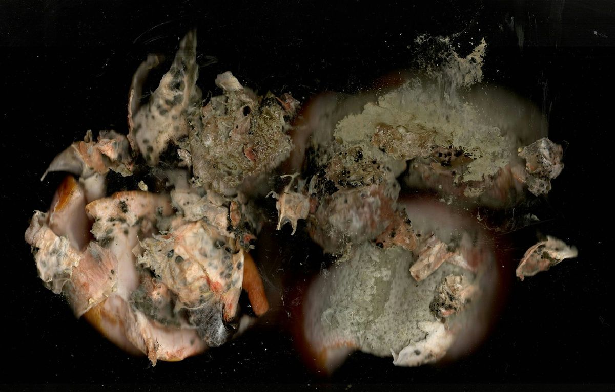Mold Habits - A Photo Exhibition by Nadya Andrianova, 14 June | Event in Brooklyn | AllEvents