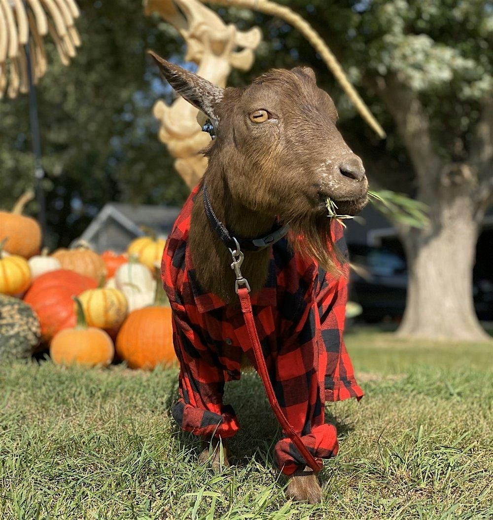 Goats in Flannels // Goat Yoga, 6 September | Event in Hastings | AllEvents