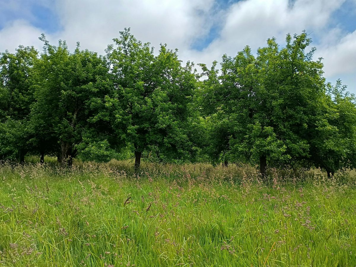 Cornwall Orchard Network Talk – Traditional Orchards with Colin Hawke, 6 November | Event in Redruth | AllEvents