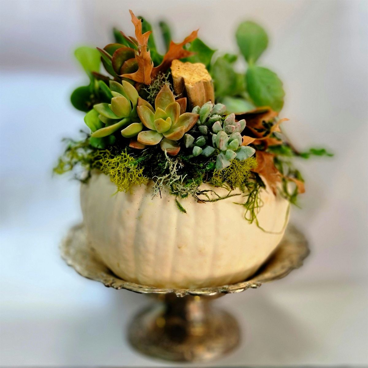 Pumpkins & Succulents Fall Workshop at the Dragonfly Tea Room & Winery, 16 October | Event in Canal Fulton