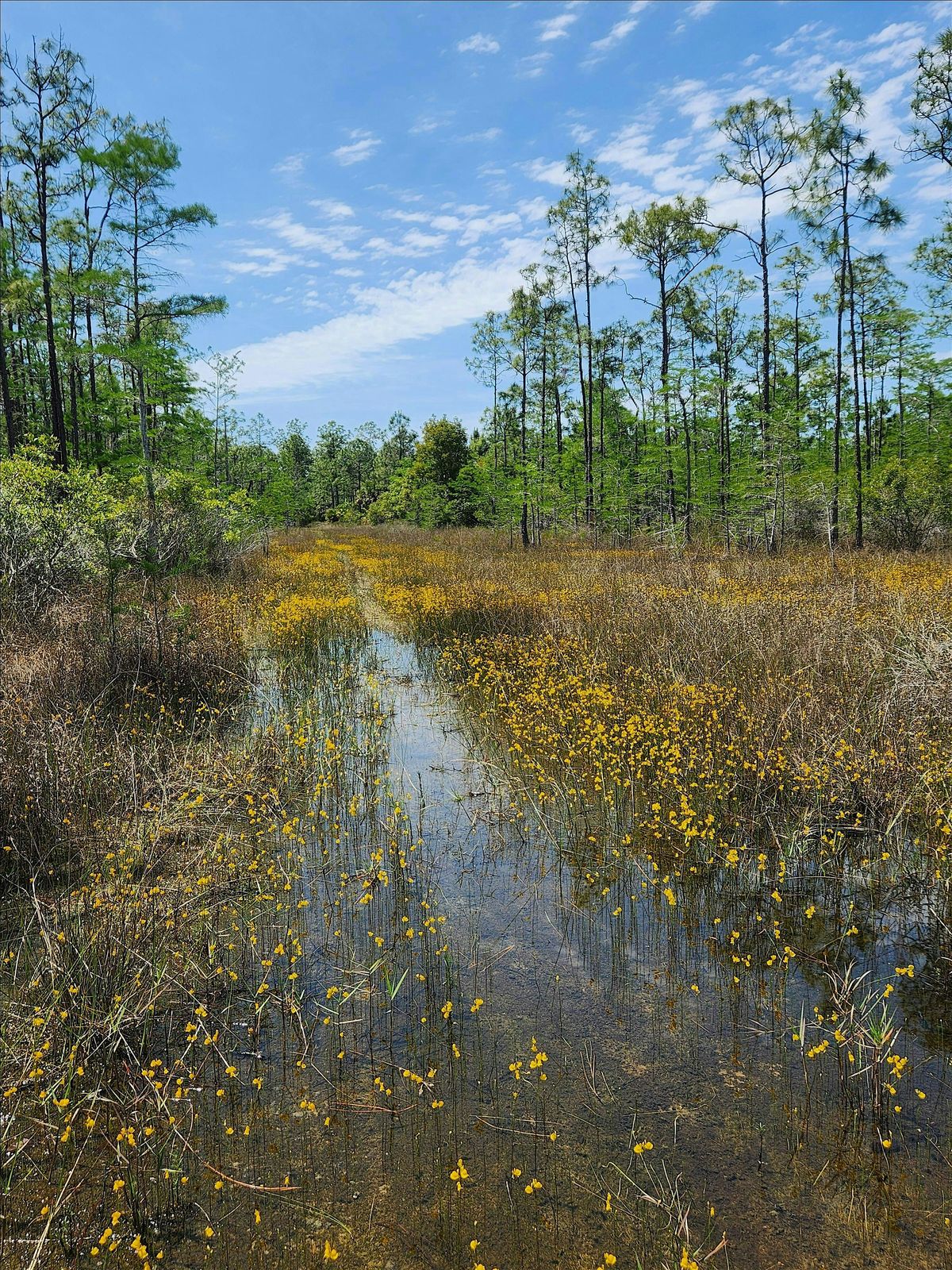 Guided Walk: CREW Flint Pen Strand Trails (Red Trail), 12 November | Event in Bonita Springs | AllEvents