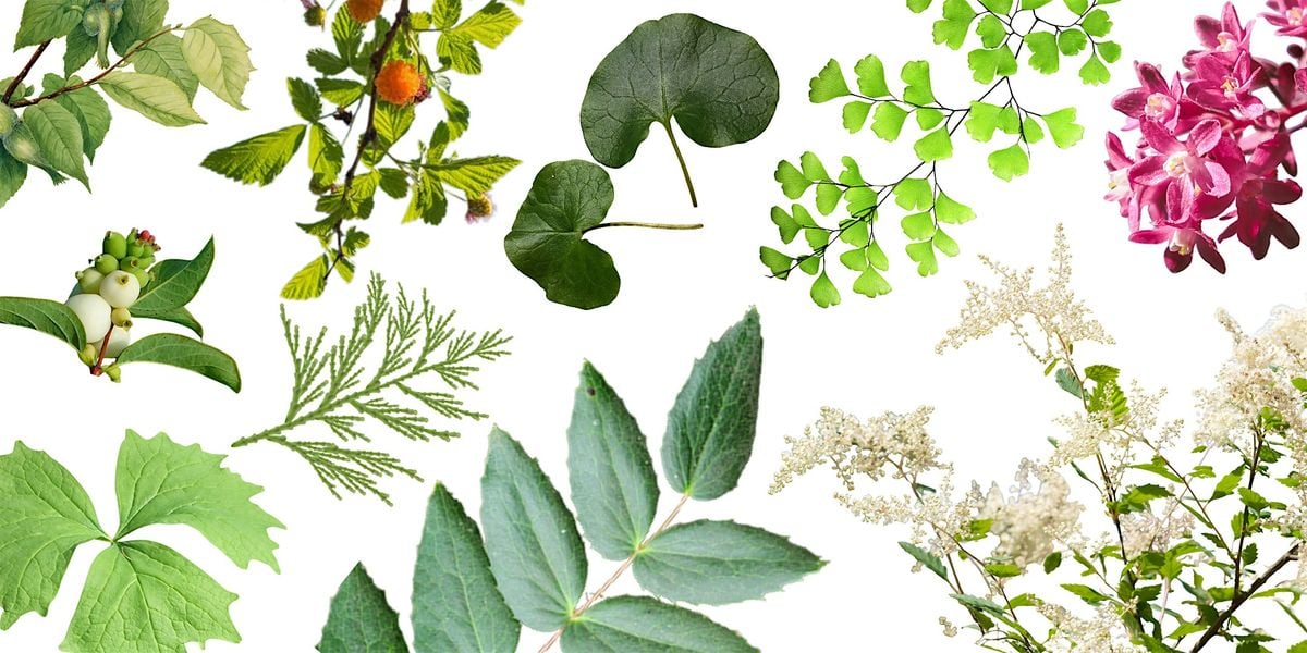 Kitsap Native Plant Workshop, 16 September | Event in Poulsbo | AllEvents