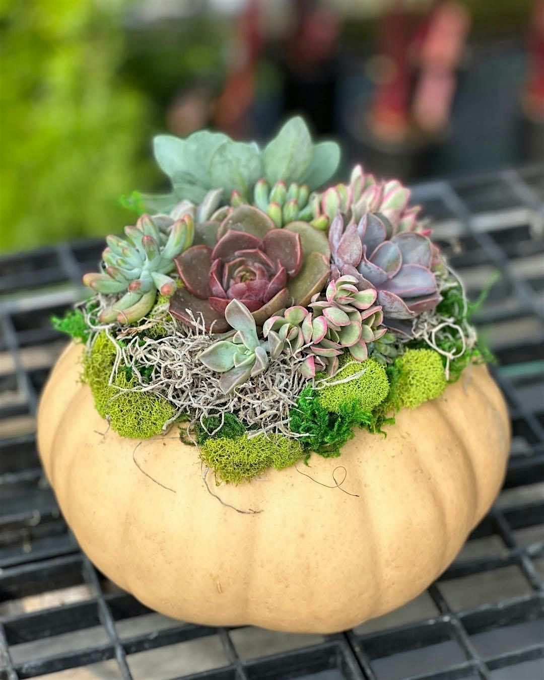 Succulent Pumpkin Centerpiece Workshop, 17 October | Event in Mount Vernon | AllEvents