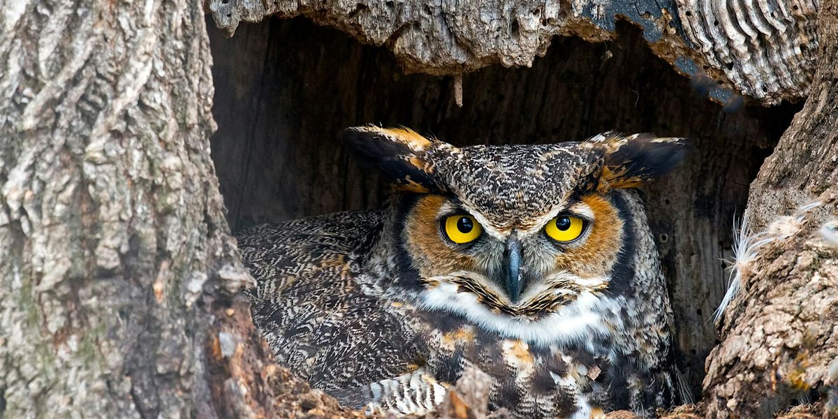 Bark Owls, 10 January | Event in Niagara Falls | AllEvents