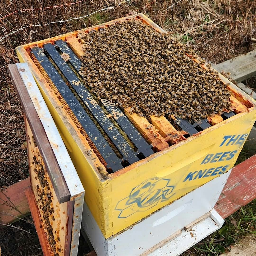 Honey Extraction Workshop with the Bees Knees, 19 September | Event in Athens | AllEvents