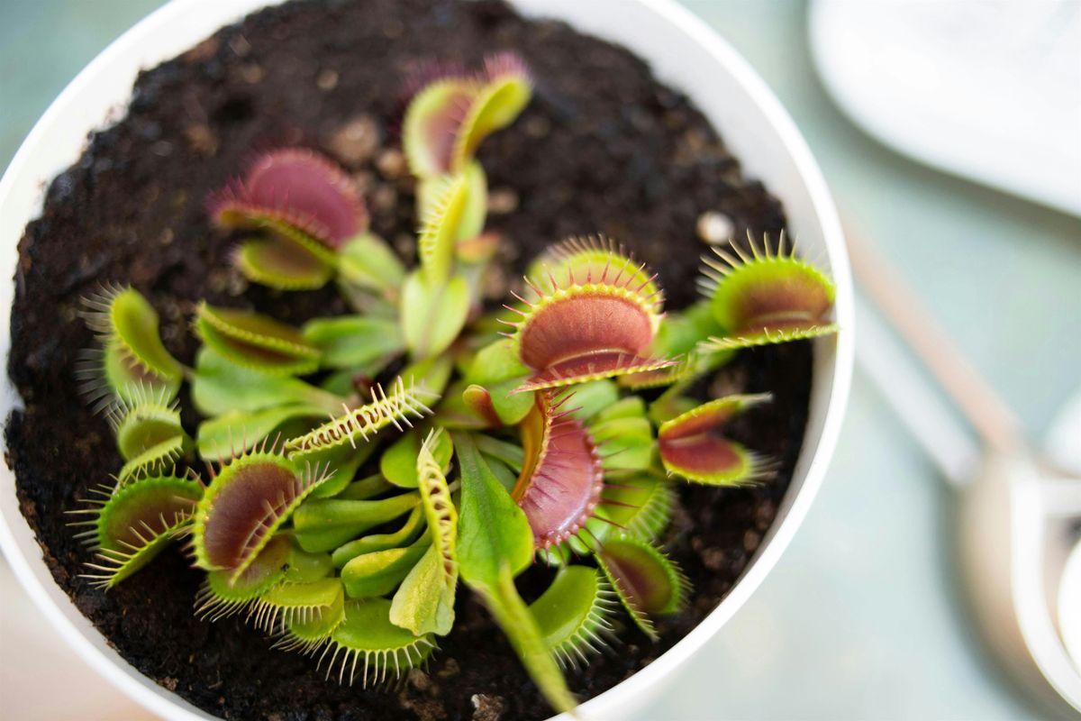 Carnivorous Plants & Bog Garden Workshop in Raleigh, 17 May | Event in Raleigh | AllEvents