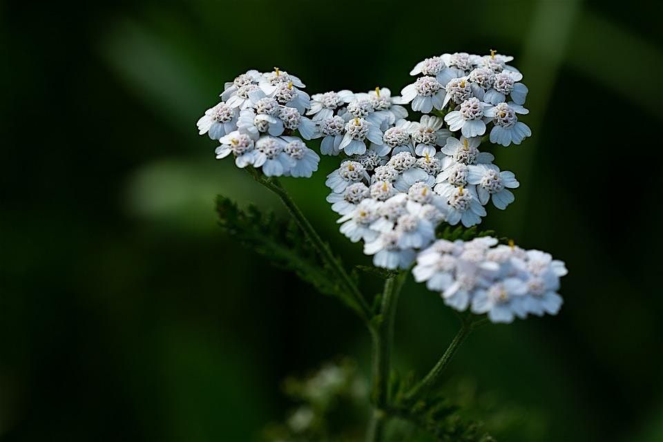 Yarrow Plant Immersion Meditation, 18 May | Event in College Park | AllEvents