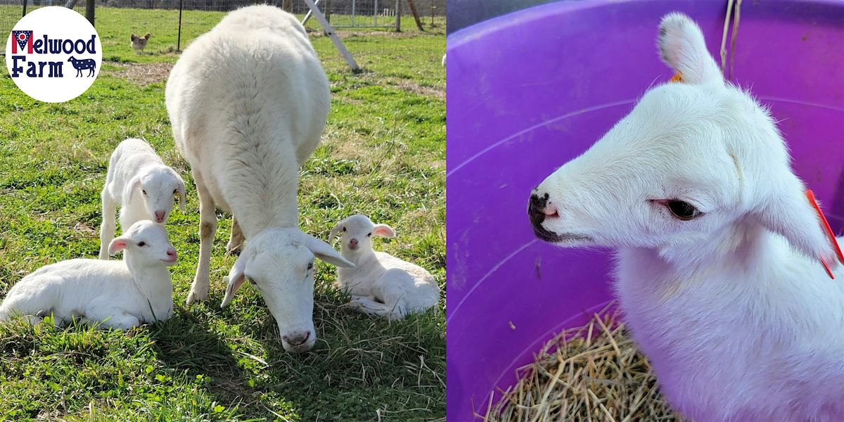 Lambing Days at Melwood Farm, 17 May | Event in Crown City | AllEvents