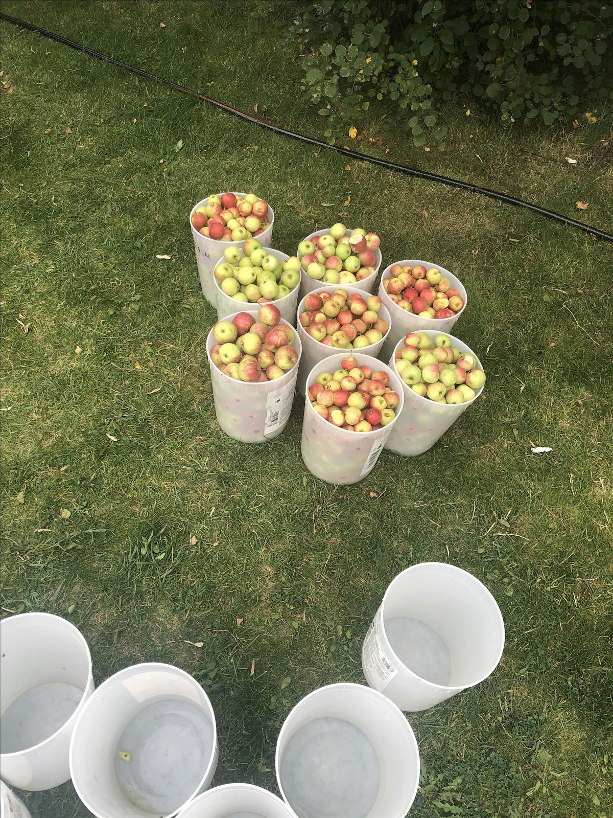 How to use those Apples Apples Apples, 25 October | Event in Welsford | AllEvents