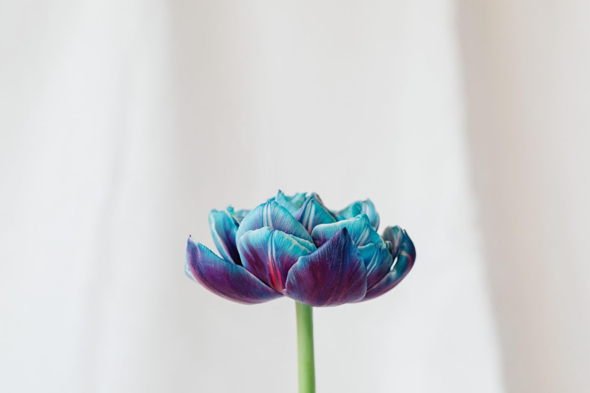Women's Meditation Group at Nyingma | Event in Berkeley | AllEvents