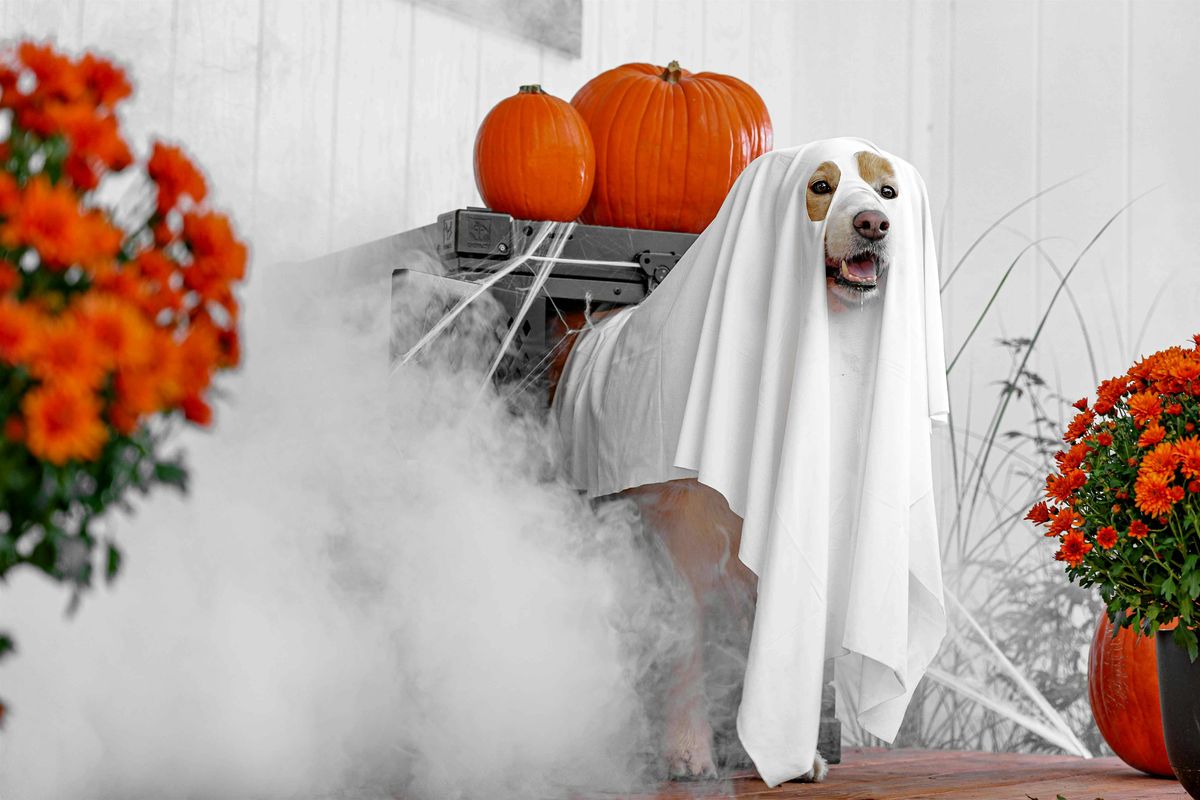VENDORS WANTED! Howl-o-ween Dog Market in Maplewood, NJ, 26 October | Event in Maplewood | AllEvents