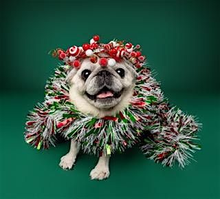 Bring on the Puggy Pudding - NYC Pug Howliday Pawty, 6 December | Event in Queens | AllEvents