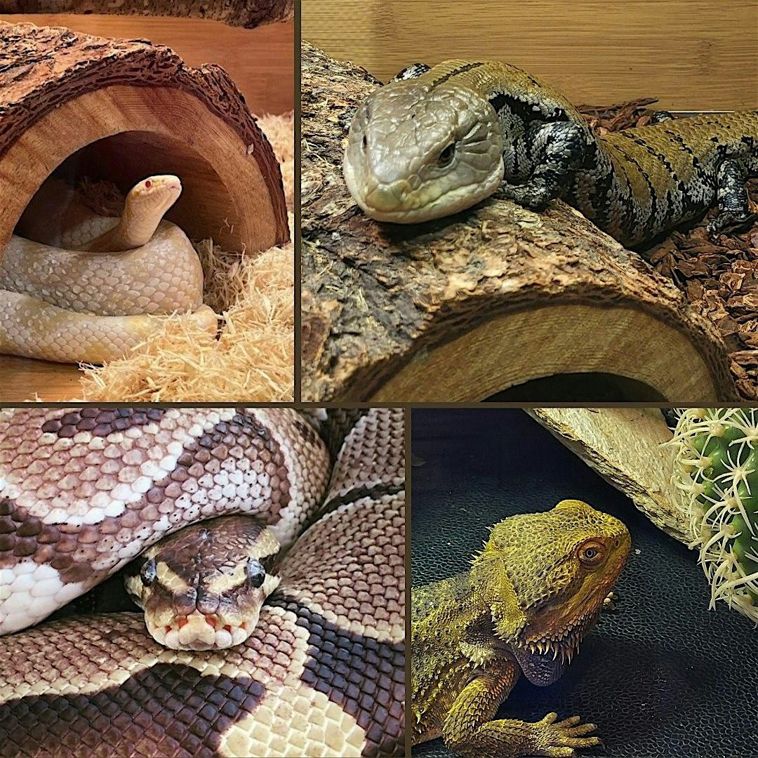 Critter Corner | Event in Deltona | AllEvents