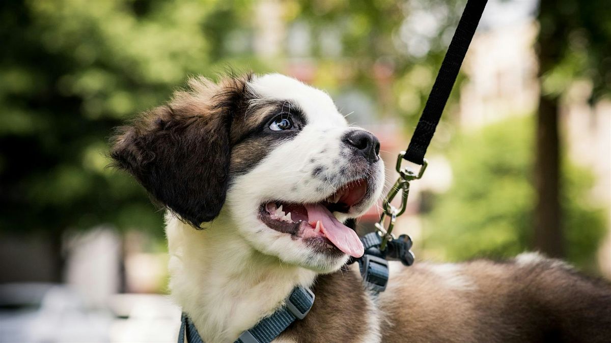 Individuele wandelconsultatie: Rustig op stap met je hond, 15 November | Event in KUURNE | AllEvents