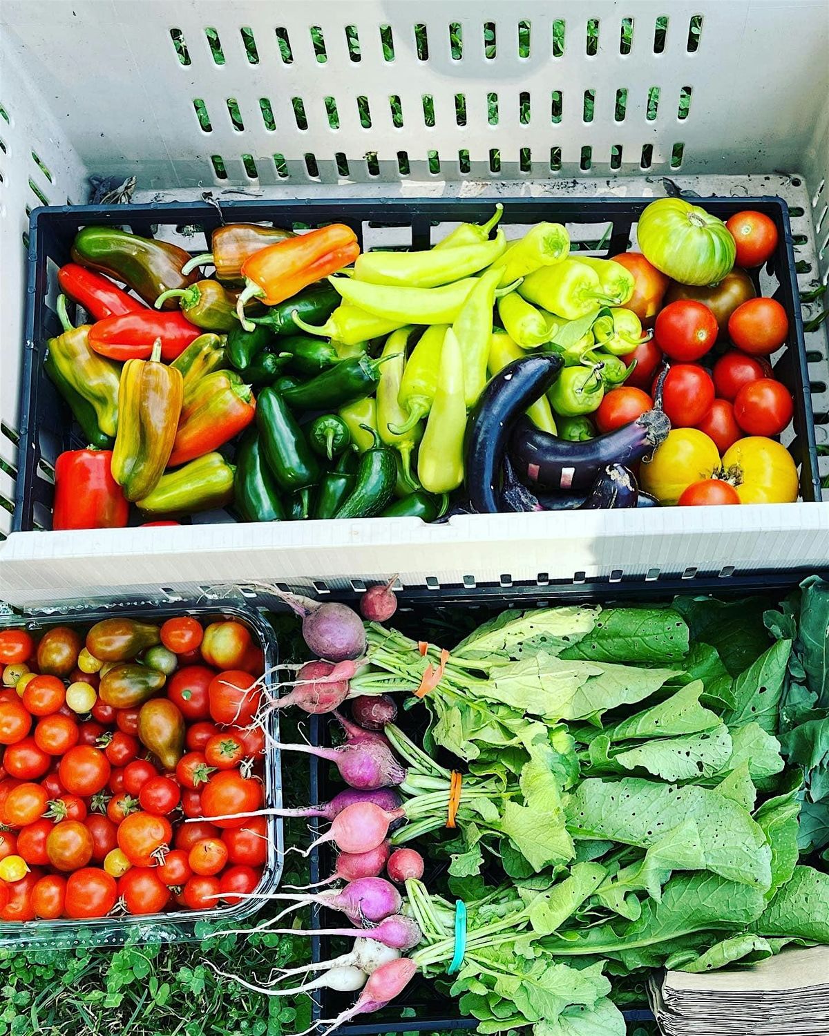 Gardening for Community Free Fridges, 2 September | Event in Millvale | AllEvents