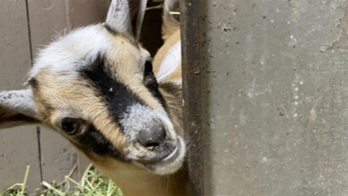 Goat Yoga Event August 16th!, 16 August | Event in Lincoln | AllEvents