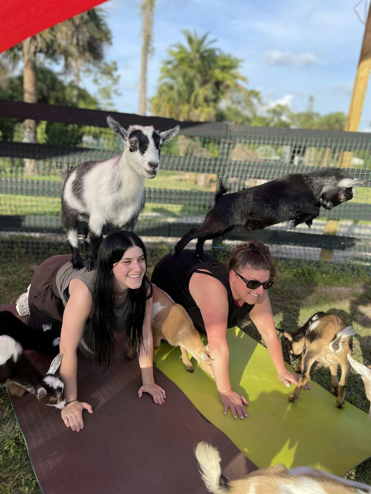 Fun Goat Yoga with Baby Goats, Farm Tour, Unique Attraction in Palm Beach, 21 June | Event in Loxahatchee