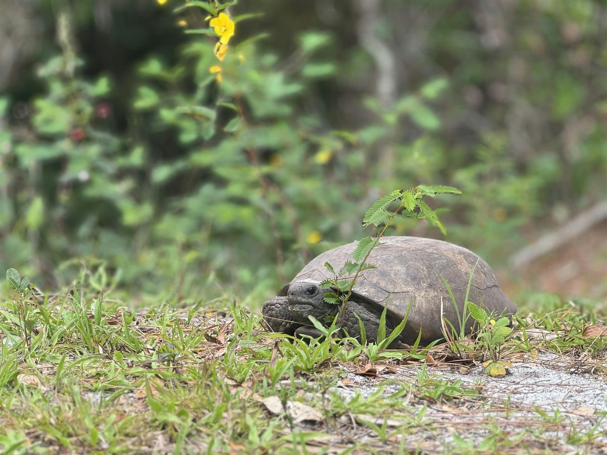 The Secret Life of Gopher Tortoises Nature Walk, 11 August | Event in Stuart | AllEvents