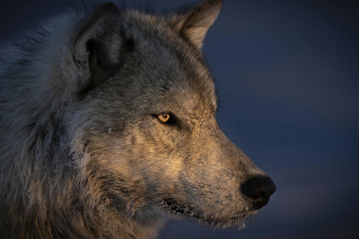 In The Company of Wolves, 9 May | Event in Boulder | AllEvents