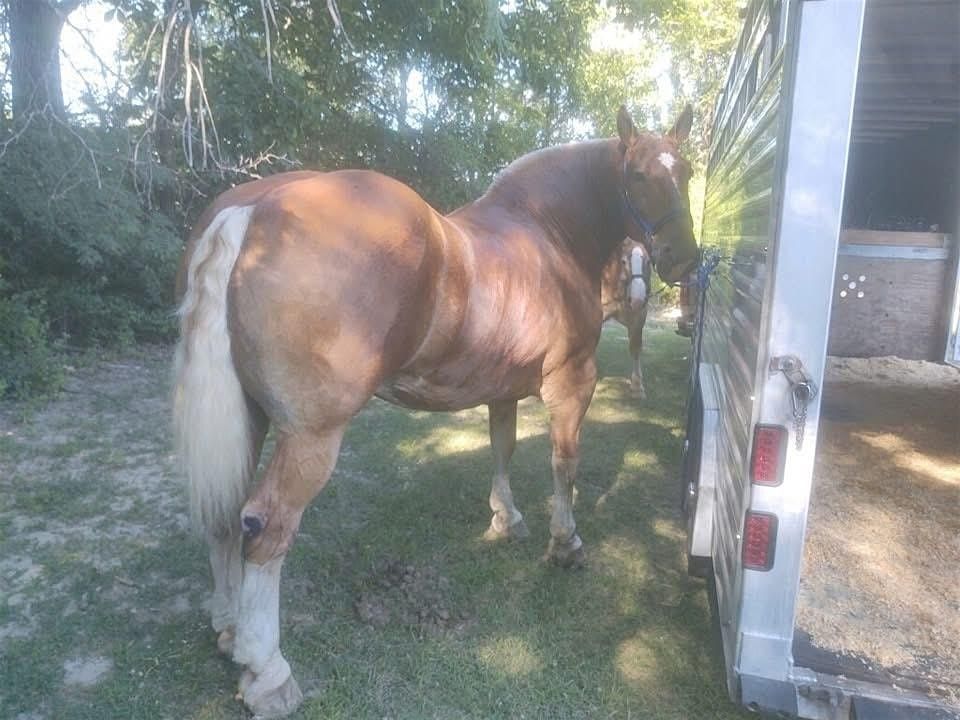 Draft Horse Pulls, 21 June | Event in Greenfield | AllEvents