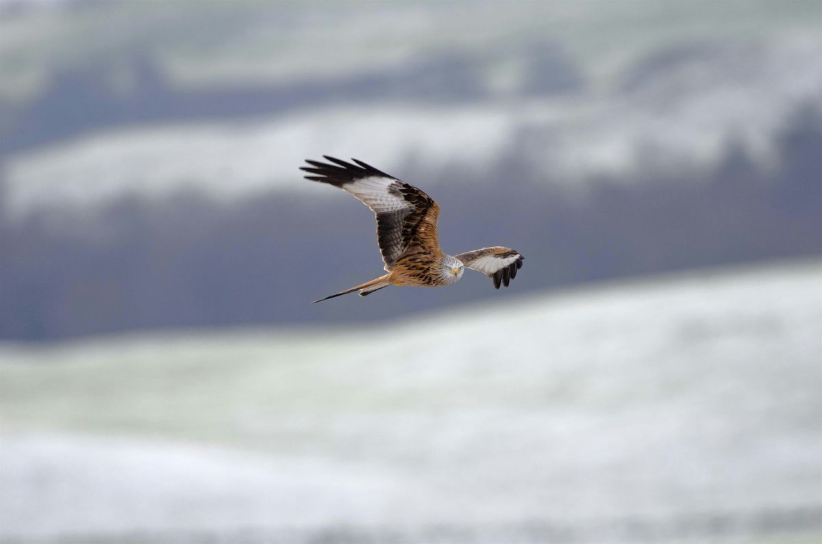 Red Kite Roost Tour - exclusive event for Ulster Wildlife members, 16 November | Event in Newry | AllEvents