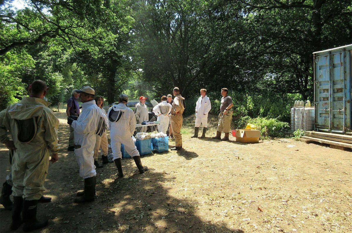 PDBKA Introduction to Beekeeping 2026, 8 February | Event in Petersfield | AllEvents