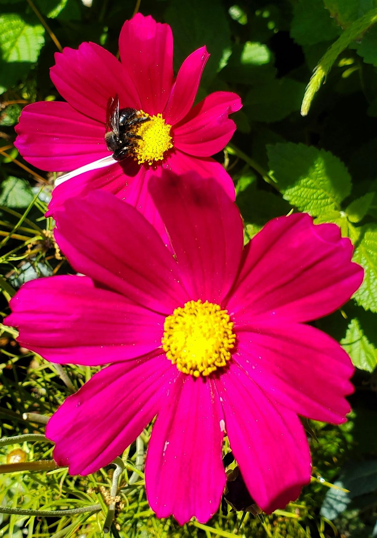 The Great Southeast Pollinator Census Pollinator Count at TFHC, 22 August | Event in Tampa | AllEvents
