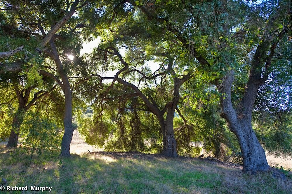 Shrub Club, 13 December | Event in Elfin Forest | AllEvents