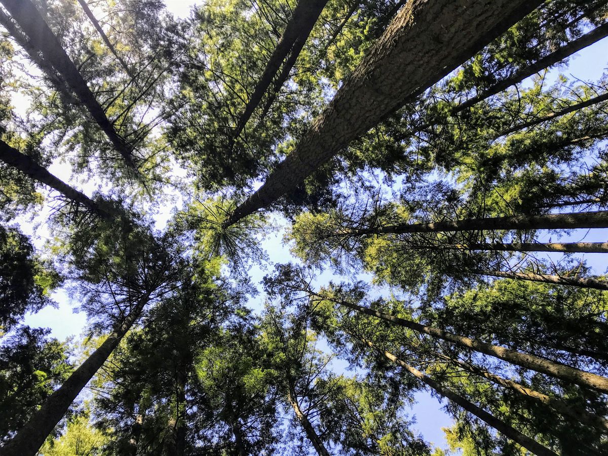 Forest Bathing - Restore Yourself in Nature, 1 August | Event in Redmond | AllEvents