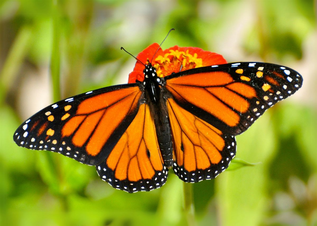 The Monarch Butterfly Crisis: What's Happening and How You Can Help, 10 June | Event in Mountain View | AllEvents
