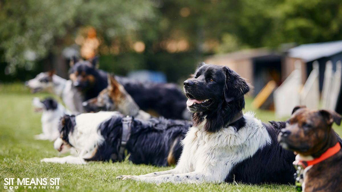 Well-Mannered Dog Program, 30 May | Event in Madison | AllEvents