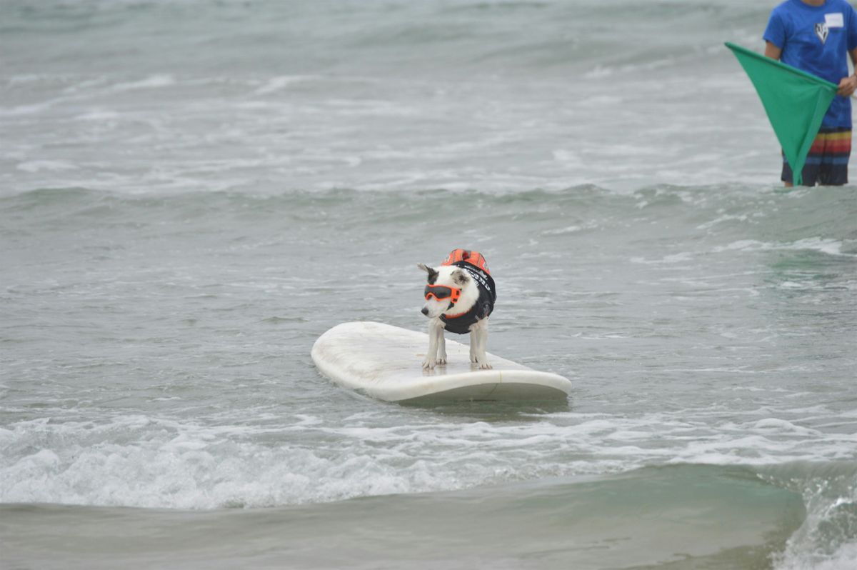 20th Annual Surf Dog Surf-A-Thon, 7 September | Event in Del Mar | AllEvents