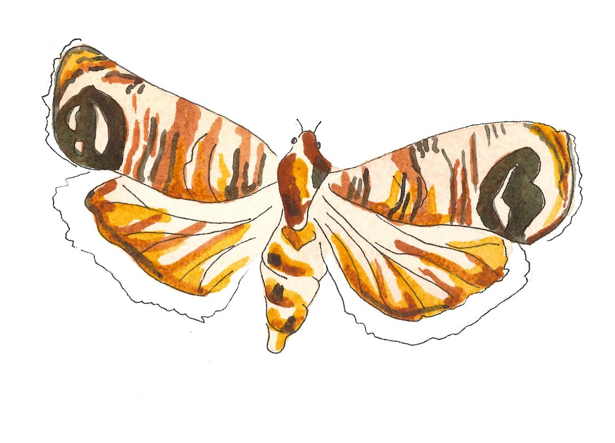 Codling Moth Study Circles, 2 December | AllEvents