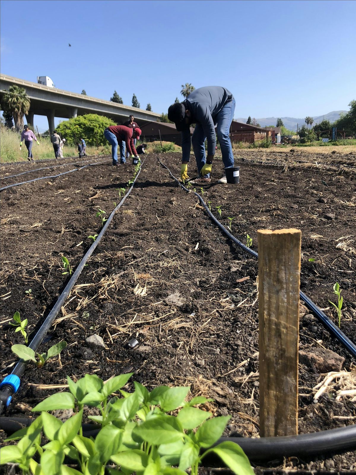 Veggielution Farm Volunteering - Saturday Field Work | Event in San Jose | AllEvents