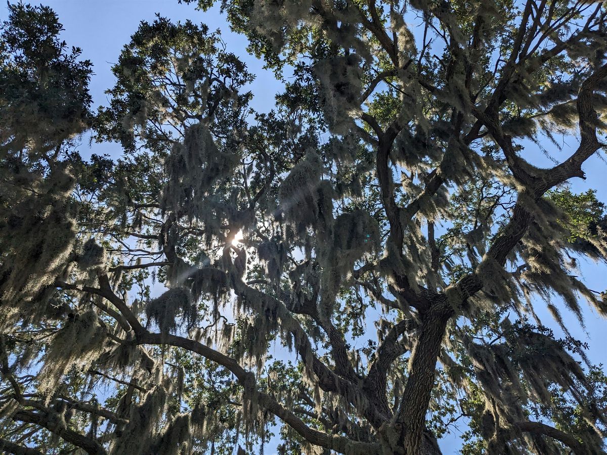 Communi-Trees: Community Tree Care for You, 23 July | Event in Seffner | AllEvents