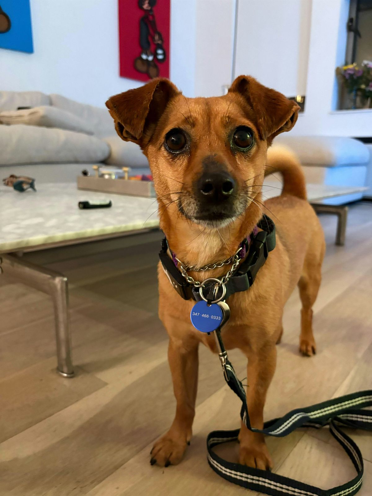 Dog Adoption Event – KK9R Astoria Office (May 18th), 18 May | Event in Queens | AllEvents