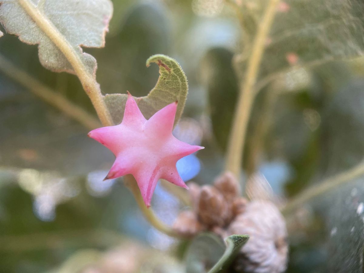 Shady Oaks Park BioBlitz, 7 September | Event in San Jose | AllEvents
