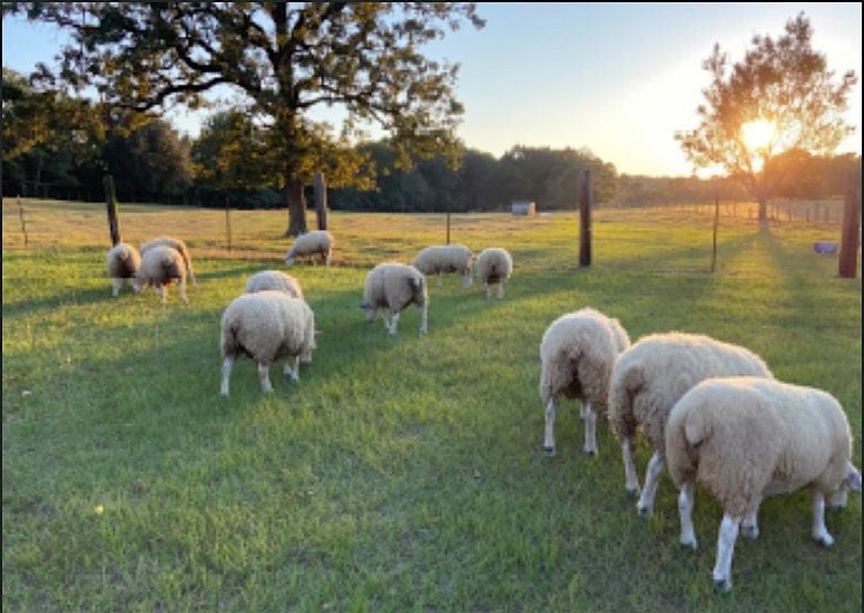 Small Ruminant Workshop, 15 August | Event in Orangeburg | AllEvents