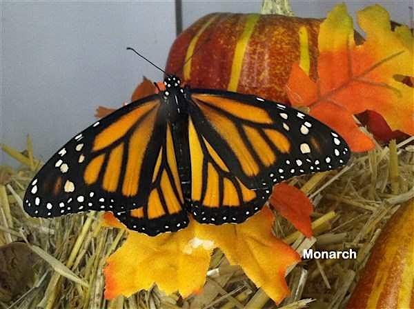 Building A Fall Butterfly Garden Class, 16 October | Event in Scottsdale | AllEvents
