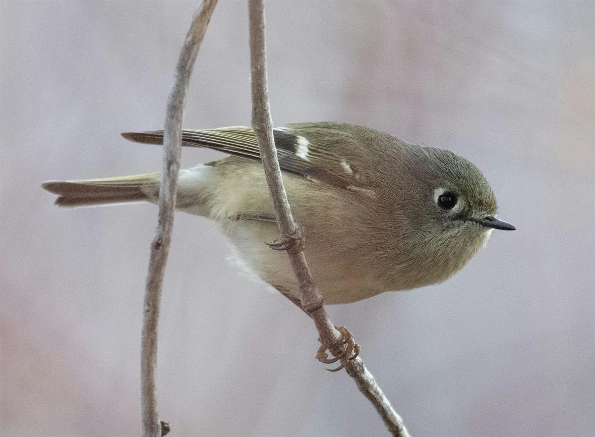 Beginner Bird Walk: Bethine Church River Trail, 19 October | Event in Boise | AllEvents