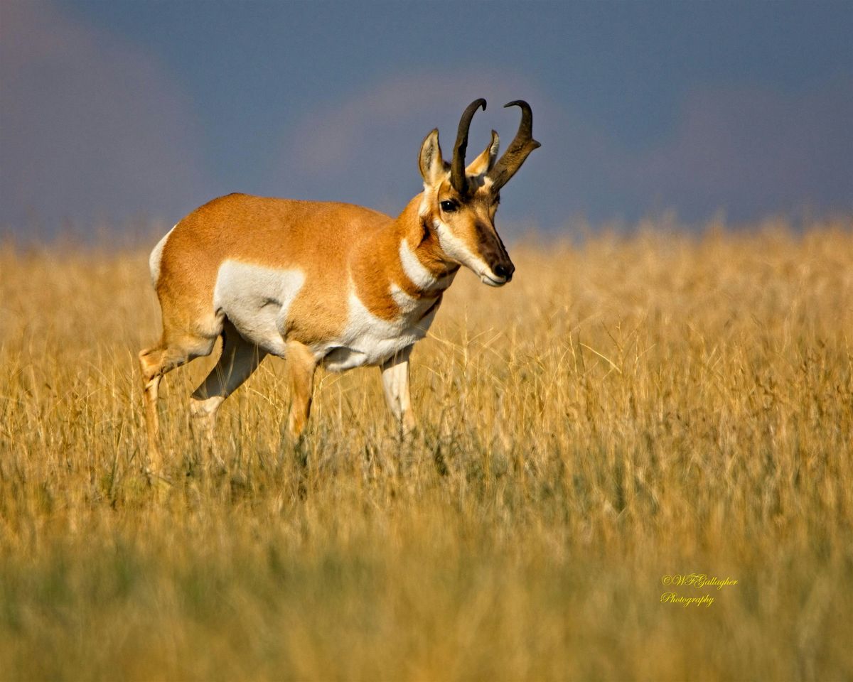 Pronghorn Safari Rides, 10 October | Event in Aurora | AllEvents