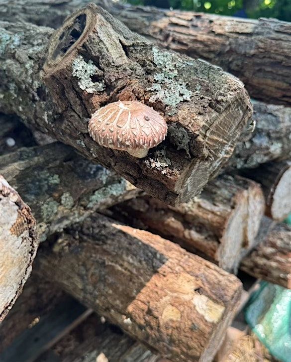 Mushroom Growing with Your Local Farmers, 23 August | Event in Bloomfield | AllEvents