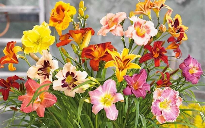 Daylily Extravaganza!, 11 October | Event in Orlando | AllEvents