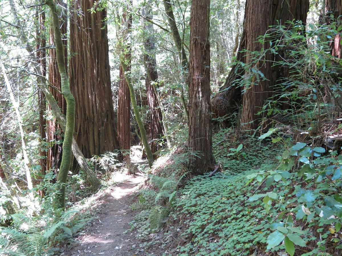 Exploring Sam McDonald County Park, 27 July | Event in Loma Mar | AllEvents